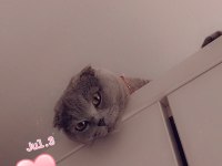 1 yaşında kedimi sahiplendirmek istiyorum