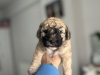 SABLE VE PHANTOM RENK MALTİPOO F2 BEBEKLERİM