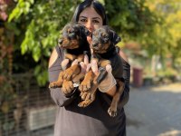 Üst Kalite King Doberman Yavrularım
