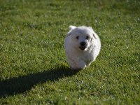 Maltese Terrier 0 Numara orjınal ırk