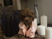 Dişi ve Erkek Poodle Yavrular