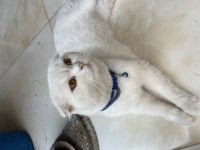 Erkek scottish fold kedimize eş arıyoruz