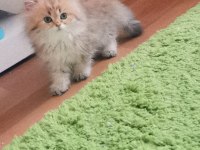 Full şecereli golden british longhair dişi