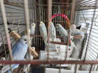 Pastel Renk Muhabbet Kuşu Yavrular