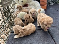 Google görsellerde bile olmayan maltipoo köpeklerim