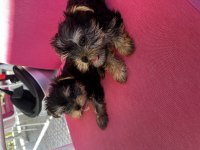 Teacup orjinal yorkshire terrier bebekler