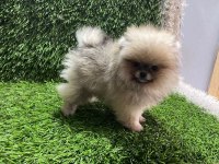 POMERANIAN BOO YAVRULAR [MAJYAJSIZ FÖNSÜZ}