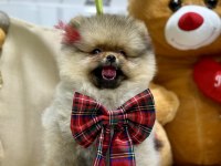 3 aylık dişi show class pomeranian yavrumuz