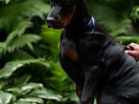 Muhteşem Doberman Bebekler Güvenli Kapıya Teslim
