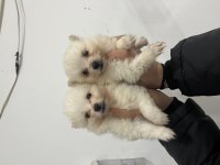 Pomeranian Spitz Bebekler