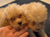 Toy Poodle dişi