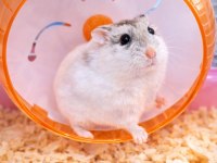 Gonzalez hamster