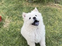3 aylık dişi chow chow (çin aslanı)