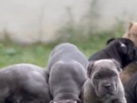 Asil Ve Sevimli Cane Corso Kapıda Ödeme