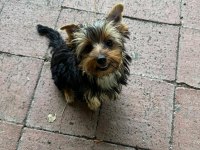AŞILI KARNELİ ÇİPLİ YORKSHİRE TERRIER BEBEKLERİM