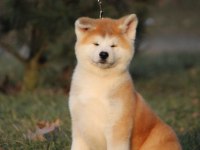 Japonların Gözbebeği Olan Japon Akita Yavruları