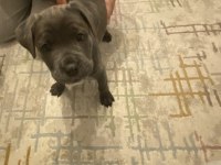 2 aylık cane corso