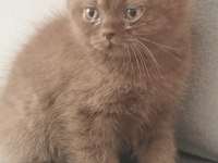Cinnemon safkan british shorthair
