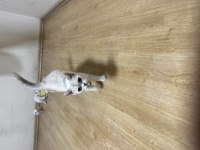 Çok güzel yavrular ve anne british shorthair