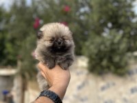 Pomeranian yavrularımız