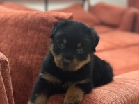 A kalite son erkek rottweiler yavru