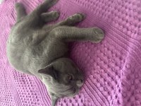 British shorthair macuna aile olmak ister misiniz