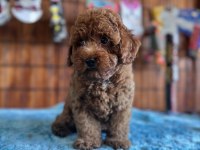 POFUDUK toy poodle bebekler