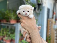 Teslime hazır golden scottish fold erkekler