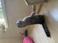 Yavru scottish fold