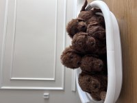 Kore kanı red brown poodle yavrular
