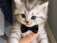 British Longhair Kedimiz