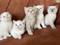 SCOTTİSH ÖZEL KEDİLER KONYA