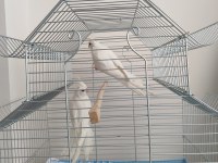 Albino sultan papağanı