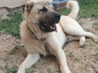 7 aylık erkek kangal ciddi alıcılar yazsın