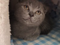 Scottish fold kedisi yavrularımız