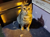 British Shorthair Bebeğimiz Ailesini Arıyor