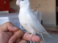 Sevimli Kırmızı Göz Albino Sultan Papağanı