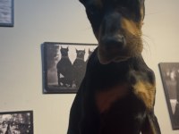 Estetikli Doberman Bebekler