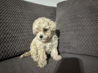 Apricot renk teacup poodle yavrular