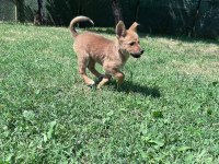 Akita inu yavrularımız 3 aylık