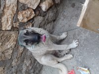 8 aylık kangal köpeği