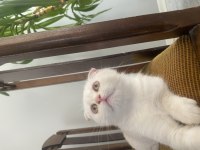 Beyaz Scottish fold