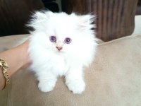 British shorthair yavrular