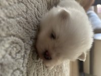 Pomeranian boo sahiplendirilecektir