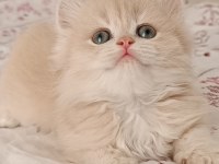 Çikolata Golden Safkan British Longhair