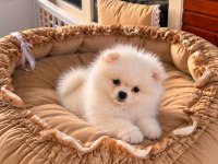 Pomeranian Show Class