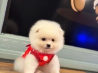 Kilo ve ırk garantili ayı surat garantili pomeranian