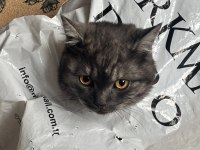 USLU BRİTİSH SHORTHAİR EV KEDİSİ YENİ YUVASINI ARIYOR