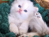 Safkan British Longhair Ve Shorthair Show Kalite Yavrular