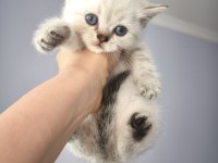British blue point ve scottish Straight safkan bebekler